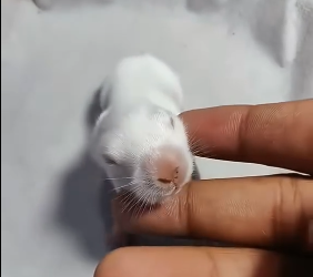 S1401001 Dans mon jardin je trouve un drôle de bébé rose je sais pas ce que (Part 2)