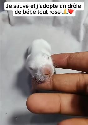 S1401001 Dans mon jardin je trouve un drôle de bébé rose je sais pas ce que (Part 2)