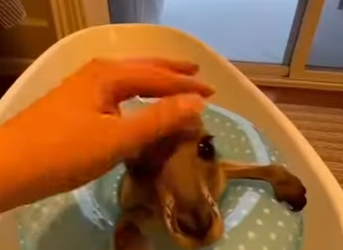 P1401002 mother kangaroo trusts human safety (Part 2)