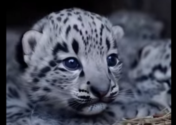 P0501009 help snow leopard save her cubs, then happens (Part 2)