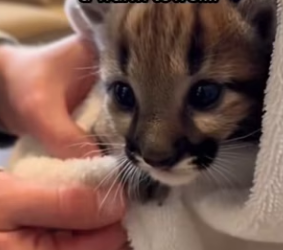 P1401001 becoming friend home petss (Part 2)