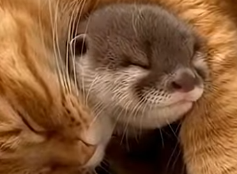 P1301003 While walking through forest, my cat discovered lost baby otter (Part 2)