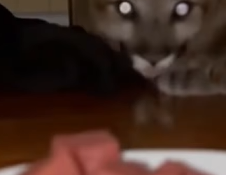 P1301001 baby puma jumped into my room during storm what happened after (Part 2)