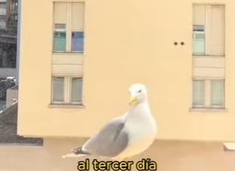 L1501007 Rescued a seagull entangled in fishing line (Part 2)