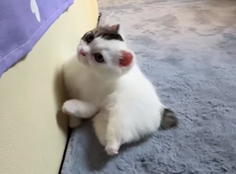 L1501004 This cat’s limbs were brutally cut off (Part 2)