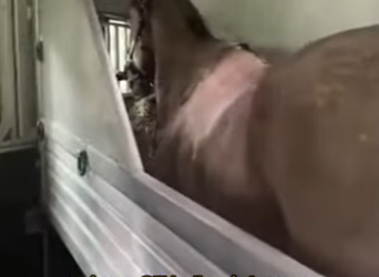 L1501005 The horse is crying (Part 2)