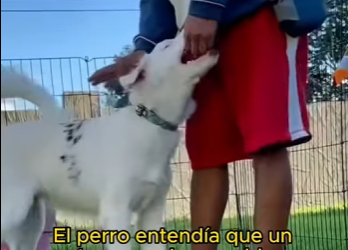 L1501006 This dog was born deaf (Part 2)