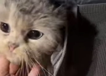 L1501001 A beautiful little stray cat (Part 2)