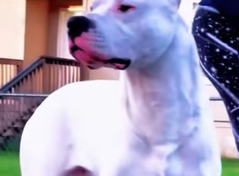 Dogo Argentino vs Lince! (Parte 2)
