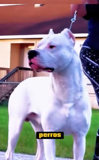 Dogo Argentino vs Lince! (Parte 2)