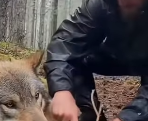 P0501002 One day, gray wolf pup came to my doorstep seeking help (Part 2)