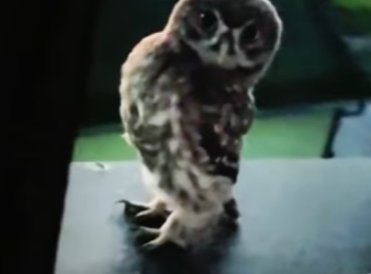 A1501002 Búho de rescate (Parte 2)