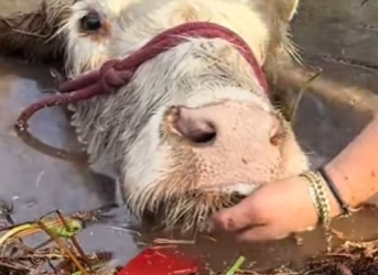 A1501004 Rescatar a la vaca (Parte 2)