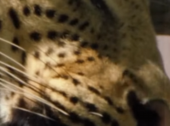 A1501006 The Leopard’s Revenge (Parte 2)