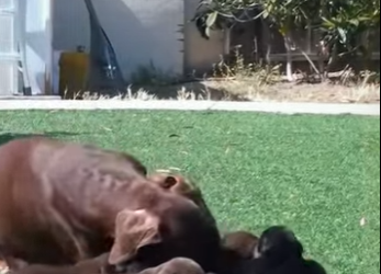 A1501001 Doberman mother growling at father (Parte 2)