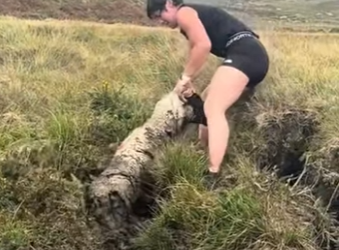 A1501005 ovejas rescatadas (Parte 2)