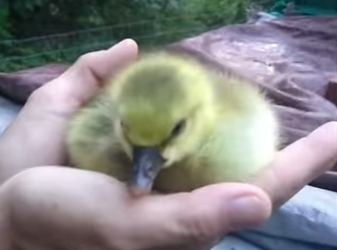 A1501003 Gansos de rescate (Parte 2)