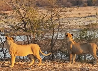 A1501007 The Lion’s Revenge on the Baboon (Parte 2)