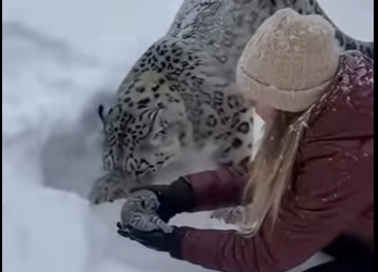 P0501011 help snow leopard save her cub, then happens (Part 2)