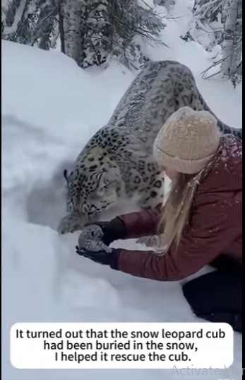 P0501011 help snow leopard save her cub, then happens (Part 2)