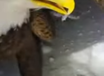 T1501006 Saved because someone showed up (Part 2)