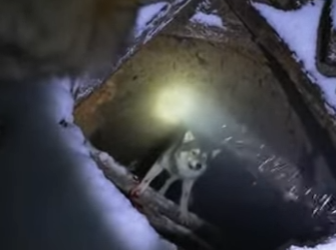 T1501003 These wolves are something else (Part 2)