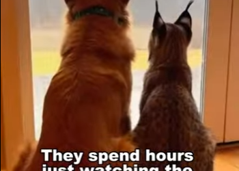 T1501007 Love always finds a way (Part 2)