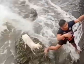 W1501005 Terrified Dog Stranded on Rocks Rescued in Intense Rescue Mission (Part 2)