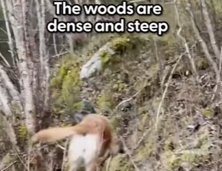 W1501002 Dog Gets Lost In Woods So She Took Her Dog On Rescue Mission (Part 2)