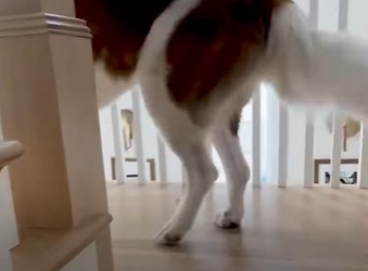 W1501007 St.Bernard Gets So Excited to check on her kitten (Part 2)