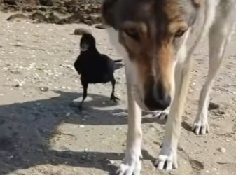 W1501001 Dog friend is crow (Part 2)