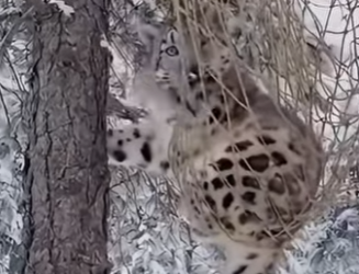 P0501013 help snow leopard save her cub, then happens (Part 2)