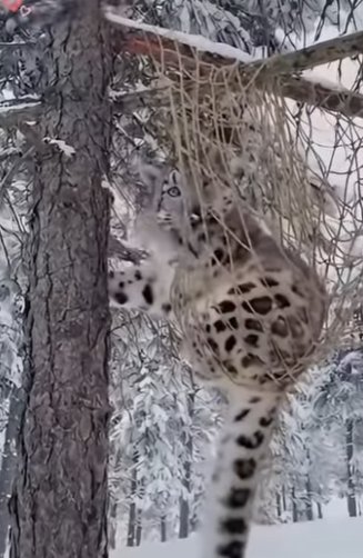 P0501013 help snow leopard save her cub, then happens (Part 2)