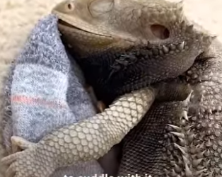 W1501004 Bearded Dragon One True Love Is Specific Sock (Part 2)