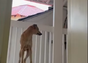 W1501006 dog shows up at woman hotel (Part 2)