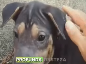 M1501003 Este cachorrito fue encontrado abandonado y encadenado (Parte 2)