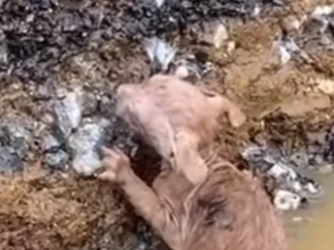 M1501005 Este gatito fue encontrado empapado bajo la lluvia (Parte 2)