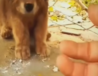 M1501002 Perrito se refugiaba bajo unos tachos de basura (Parte 2)