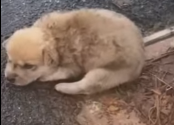 M1501001 Perrito fue abandonado al costado de la carretera (Parte 2)