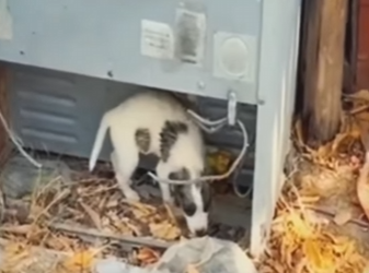 M1501004 Este pequeño cachorrito fue encontrado abandonado (Parte 2)