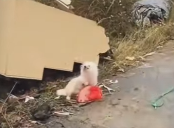 M1501006 Esta perrita fue abandonada junto a sus cachorritos (Parte 2)