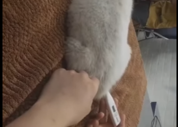 M1501007 Perrito discapacitado fue rescatado (Parte 2)