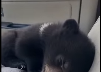 P0501005 mother bear abondoned her baby in middle of road (Part 2)