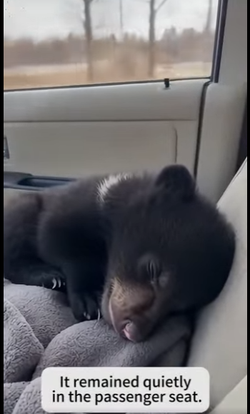 P0501005 mother bear abondoned her baby in middle of road (Part 2)