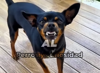 Y1501001 Este es el perro más psicópata del mundo el Pinscher (Parte 2)