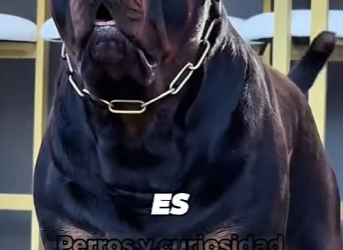 Y1501002 Quién es más fuerte, el Rottweiler el Doberman (Parte 2)