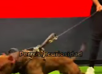 Y1501005 Quem mais peligroso, el Pitbull el Rodweiler (Parte 2)