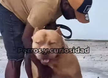 Y1501004 Los perros que el Cani Corso hace de muñeca (Parte 2)