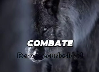 Y1501003 Esto fue solo un recordatorio de que los lobos son quienes mandan en (Parte 2)