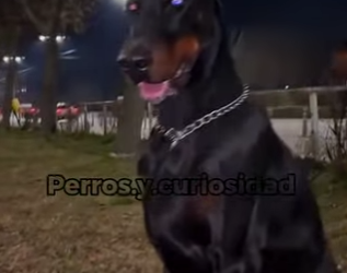 Y1501007 Que perro Puede enfrentarse al todopoderoso presa canario (Parte 2)